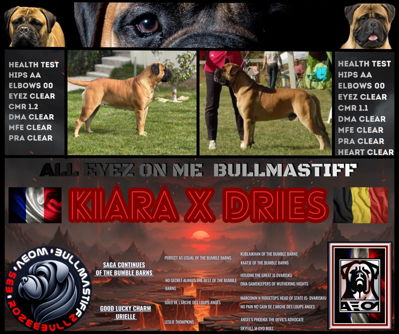 All Eyez On Me - Bullmastiff - Portée née le 13/04/2026