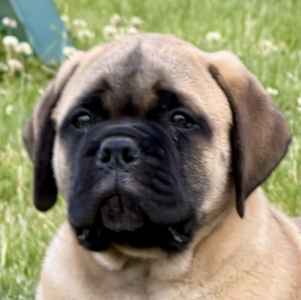 All Eyez On Me - Chiots disponibles - Bullmastiff